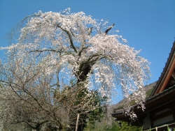 善行寺のしだれ桜