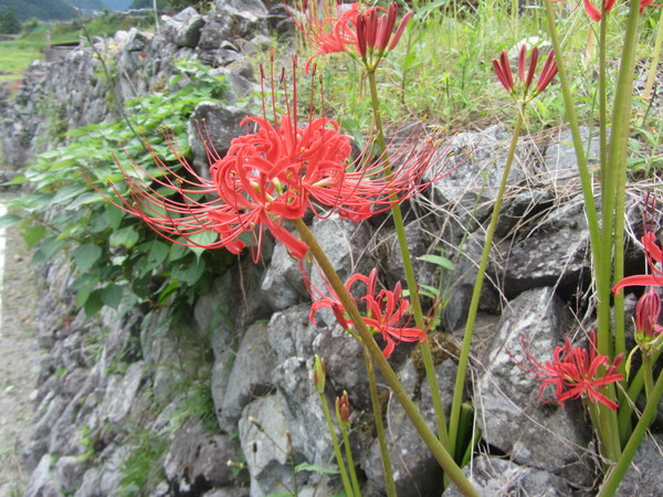 大城　彼岸花