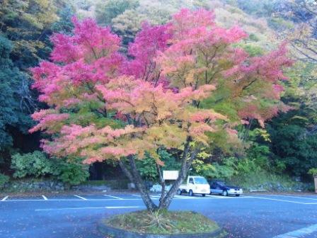 金山博物館に紅葉を見にいこうよう