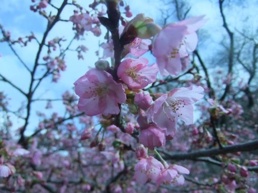 sakura