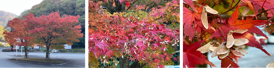 シン・ドウノヘヤ｜山梨県身延町