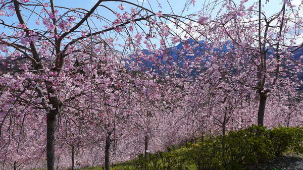2025年4月4日(金曜日)の様子の画像4