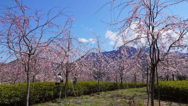 2025年4月4日(金曜日)の様子の画像6