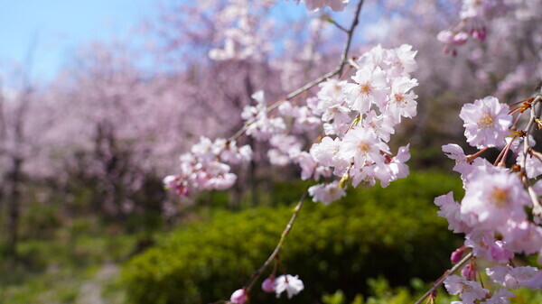 2025年4月4日(金曜日)の様子の画像7