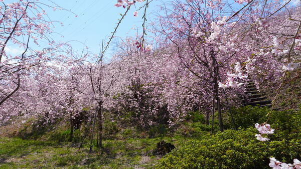 2025年4月4日(金曜日)の様子の画像8