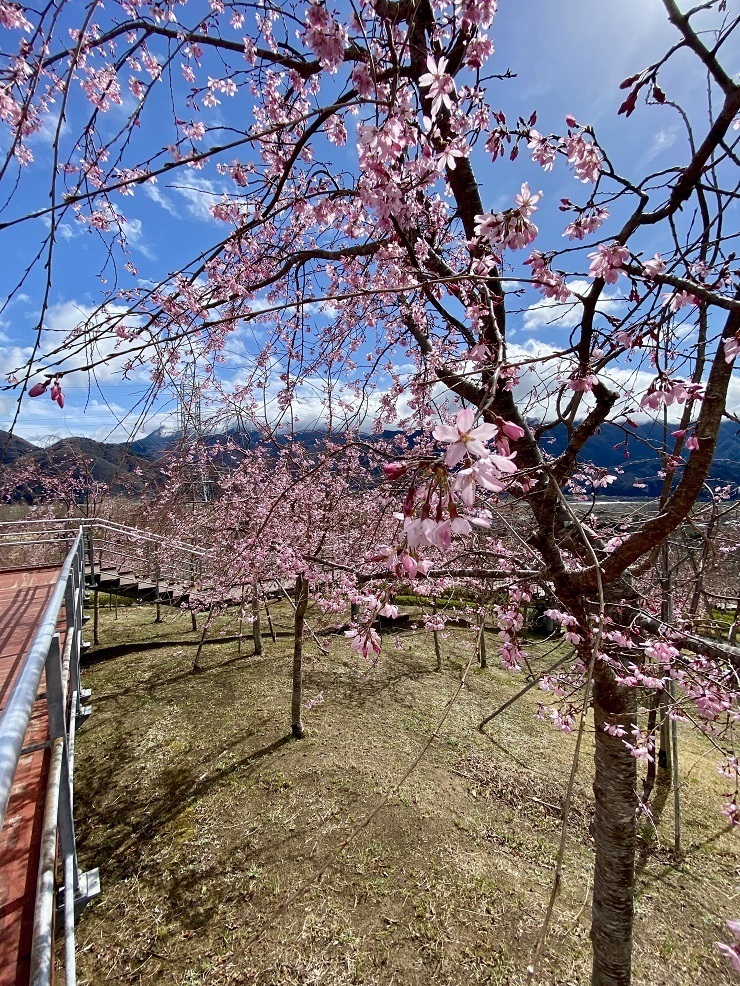 2025年3月28日(金曜日)の様子の画像4