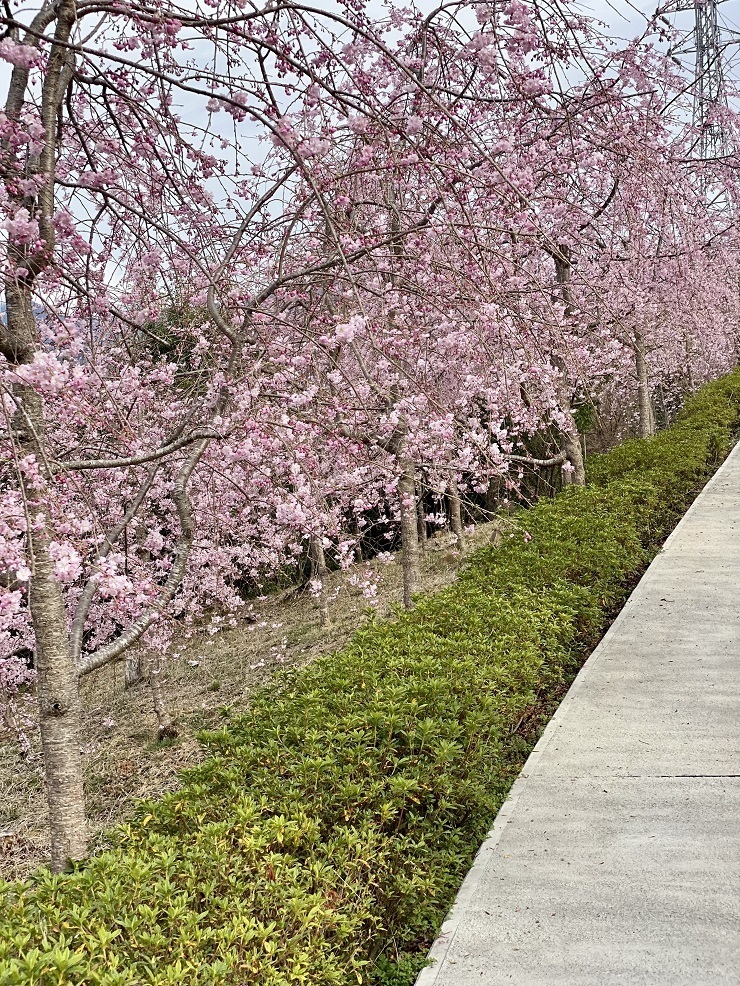 2025年3月28日(金曜日)の様子の画像9