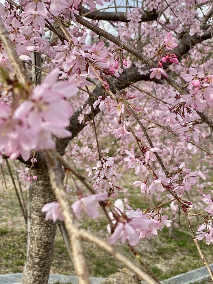 2025年3月28日(金曜日)の様子の画像11
