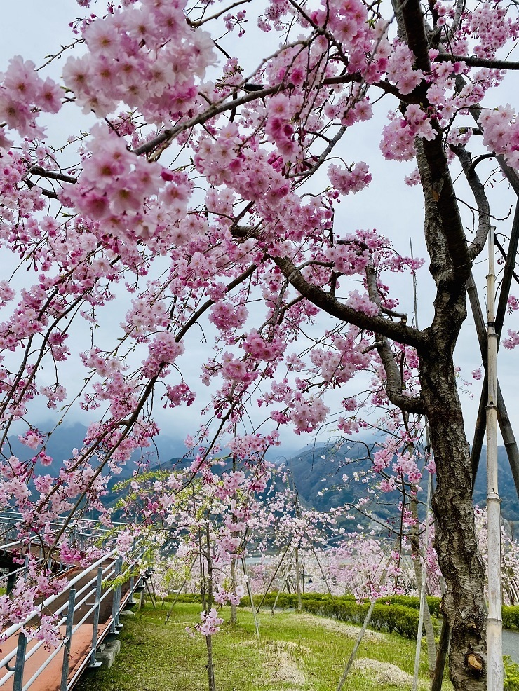 2024年4月8日(月曜日)の様子の画像1