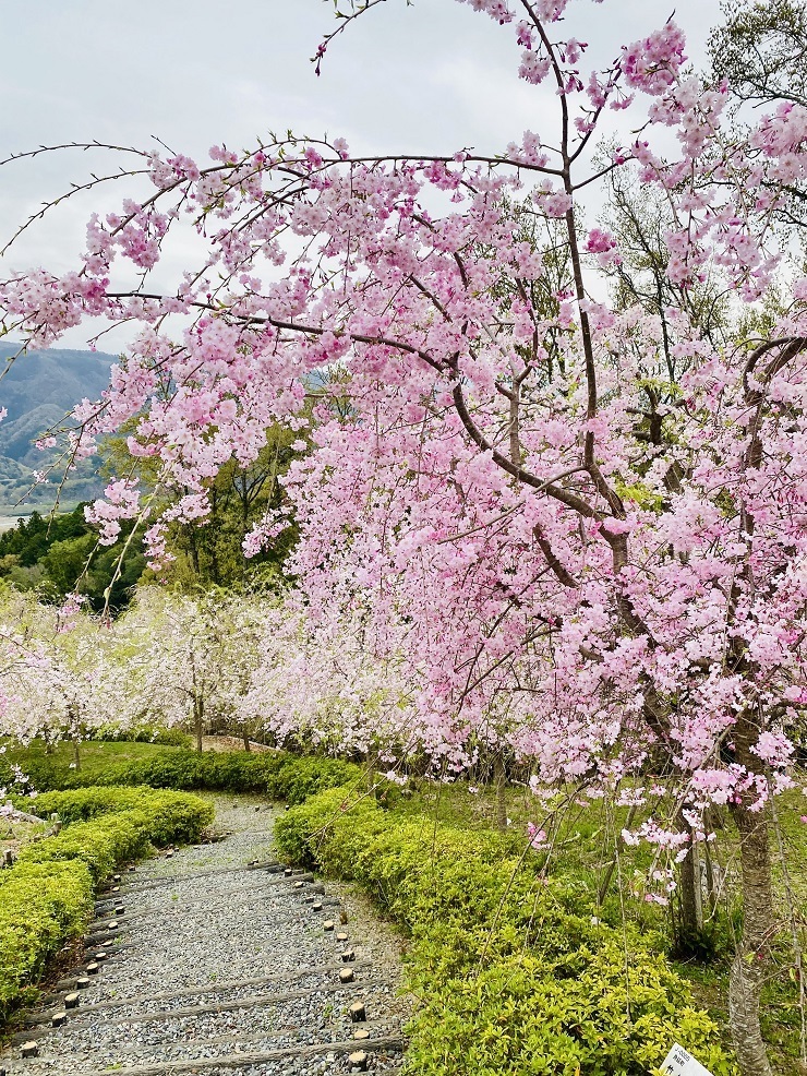 2024年4月8日(月曜日)の様子の画像3
