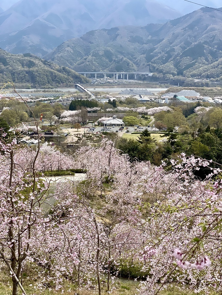 2024年4月8日(月曜日)の様子の画像5