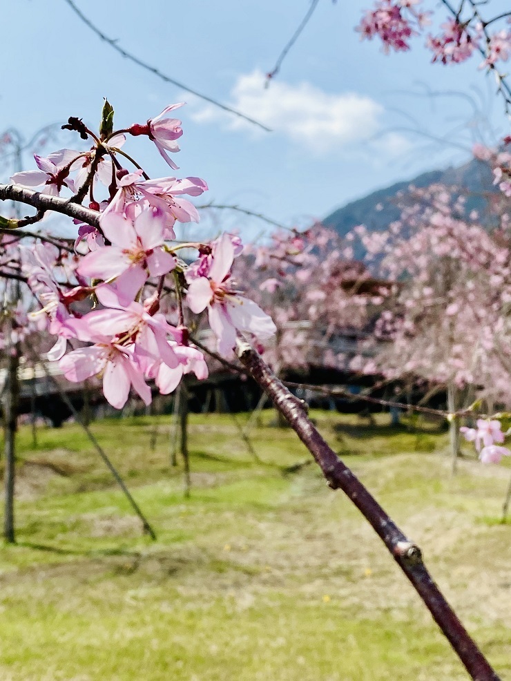 2024年4月2日(火曜日)の様子の画像1
