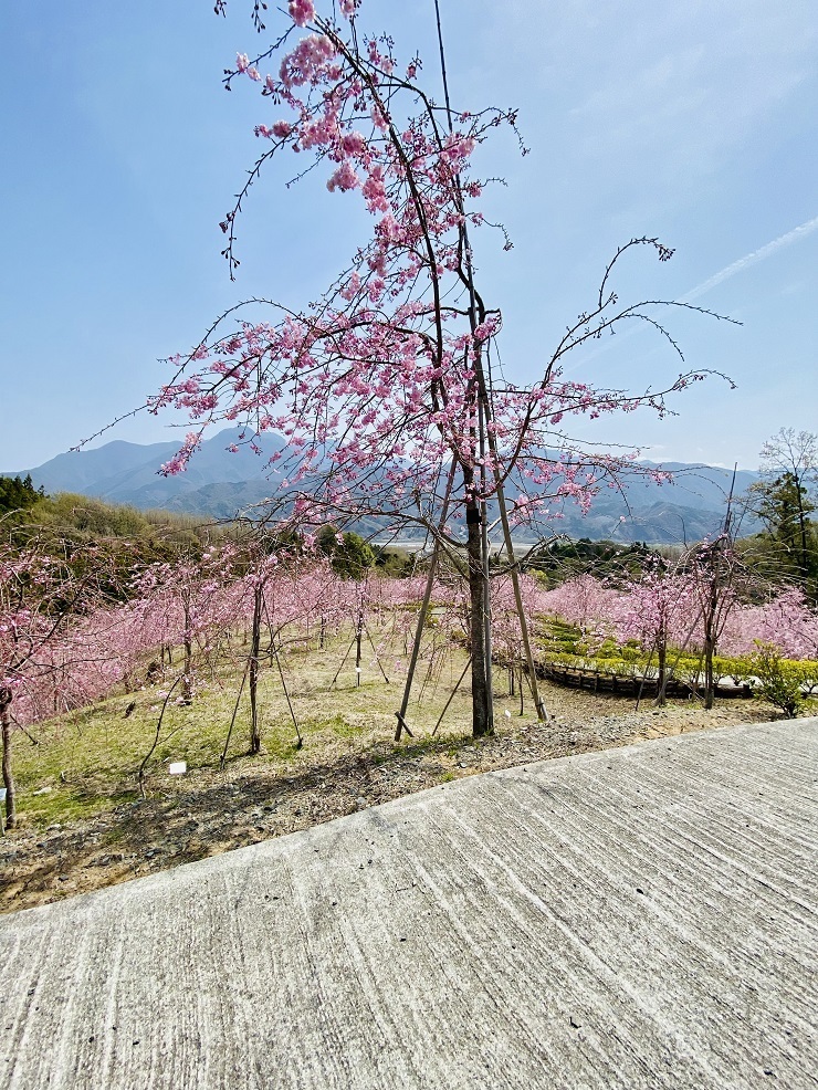 2024年4月2日(火曜日)の様子の画像2