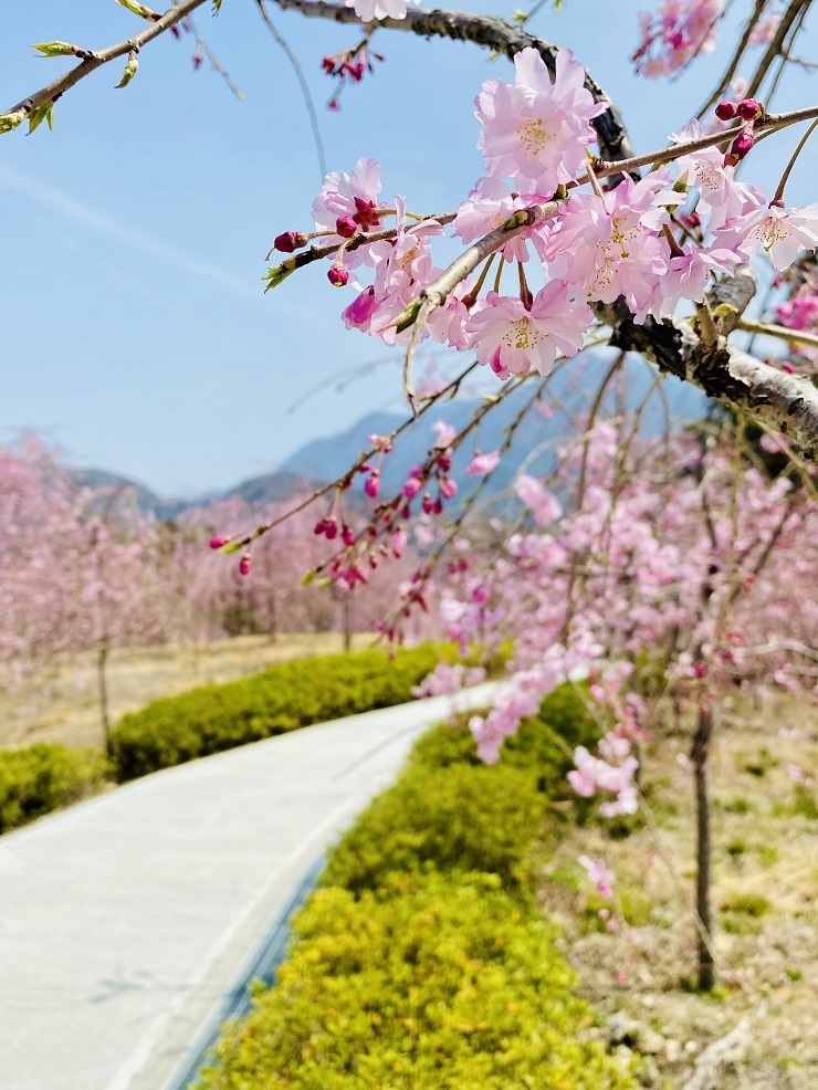 2024年4月2日(火曜日)の様子の画像8