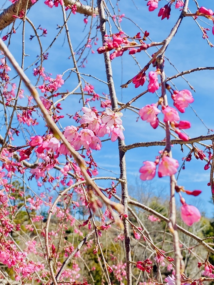 2024年3月27日(水曜日)の様子の画像5