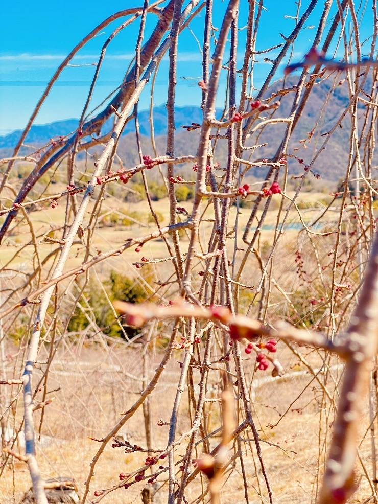 2024年3月27日(水曜日)の様子の画像6