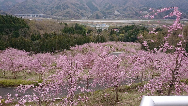 2023年3月27日(月曜日)の様子の画像1