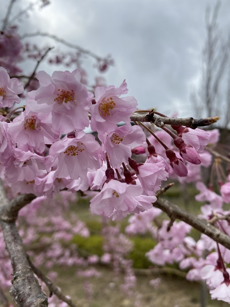 2023年3月27日(月曜日)の様子の画像2