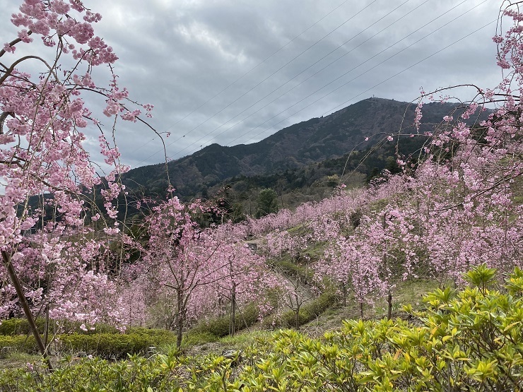 2023年3月27日(月曜日)の様子の画像6