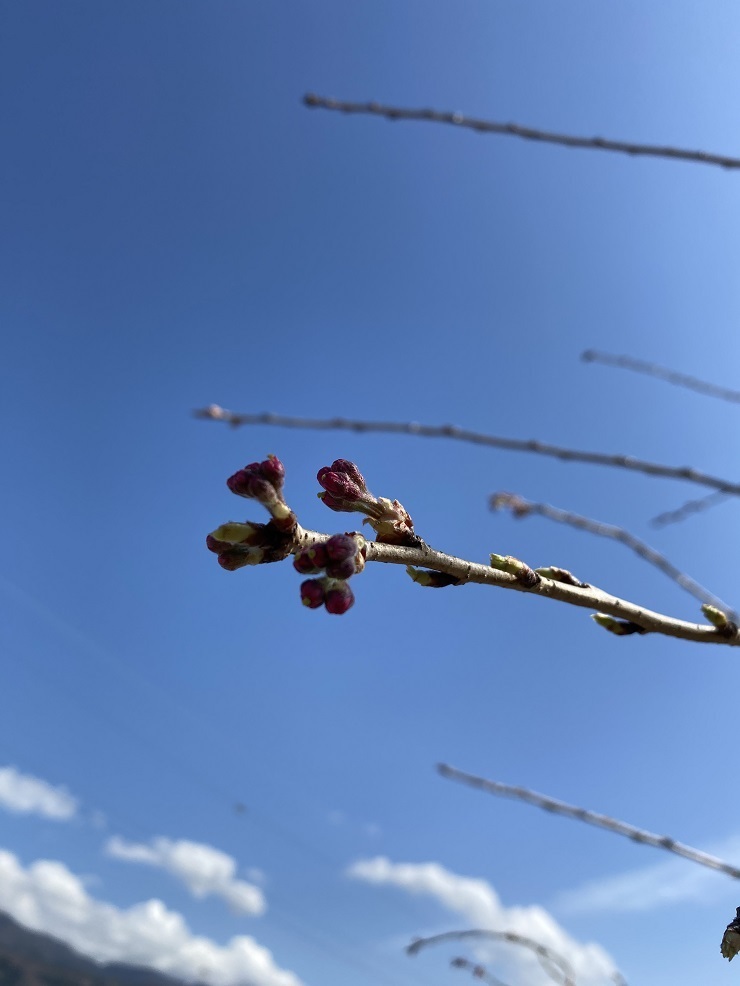 2023年3月20日(月曜日)の様子の画像2