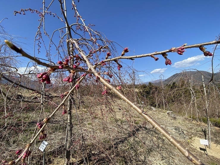 2023年3月20日(月曜日)の様子の画像10