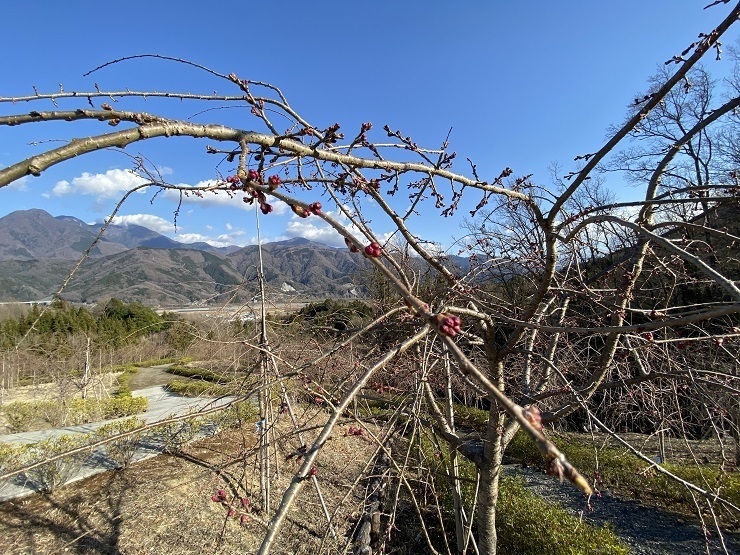 2023年3月14日(火曜日)の様子の画像4