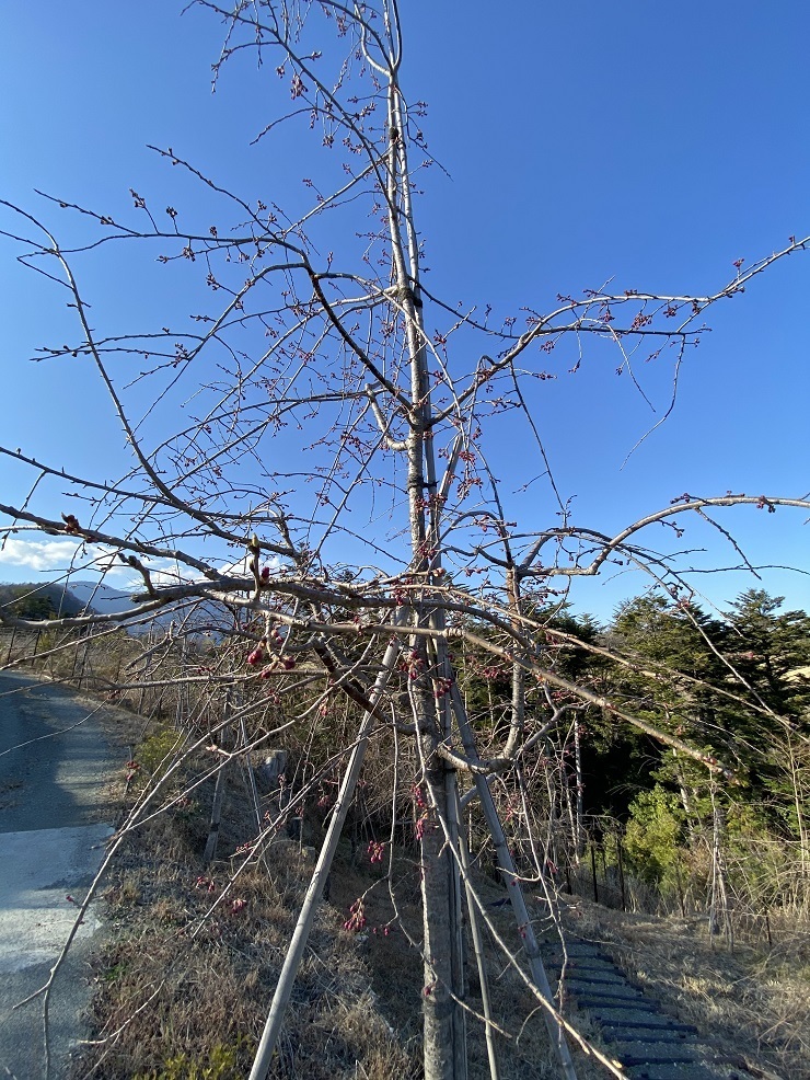2023年3月14日(火曜日)の様子の画像7