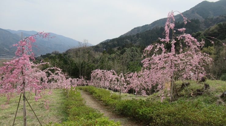 2022年3月30日の様子の画像2