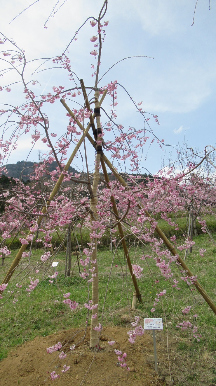 2022年3月30日の様子の画像3