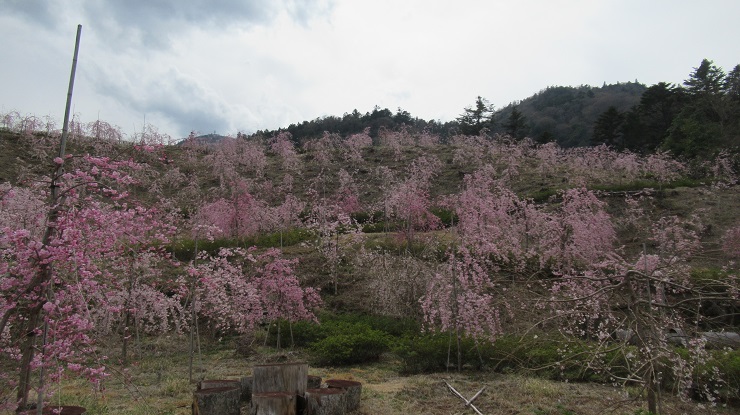 2022年3月30日の様子の画像5