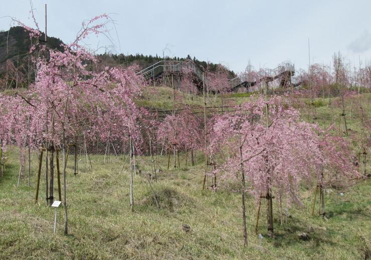 2022年3月28日の様子の画像2