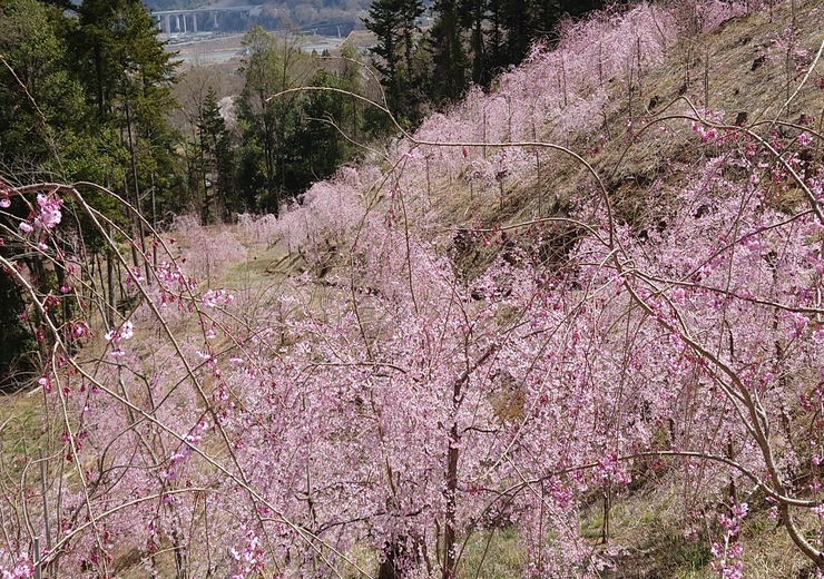2022年3月28日の様子の画像5