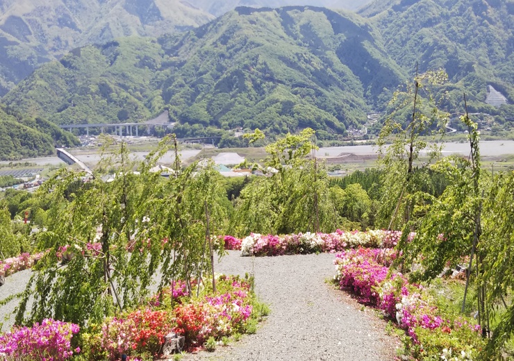 しだれ桜の里現況写真の画像3