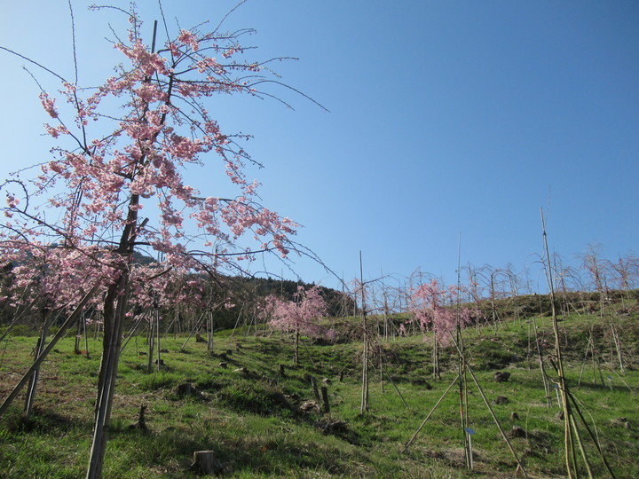 2021年3月23日の様子の画像2