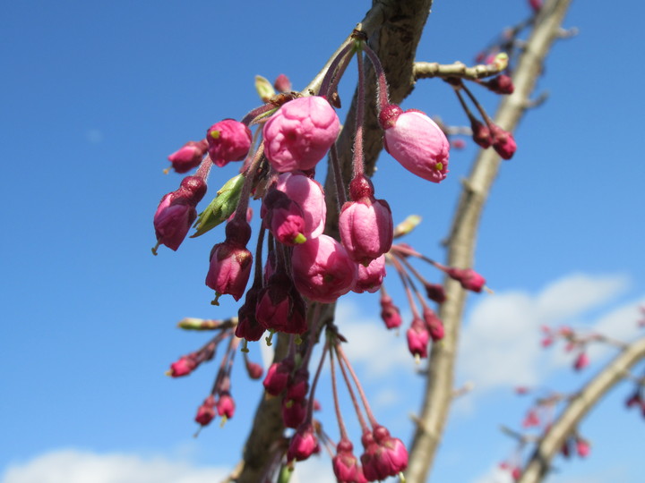 2021年3月23日の様子の画像5