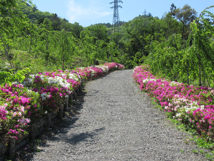 2020年5月8日の様子の画像4