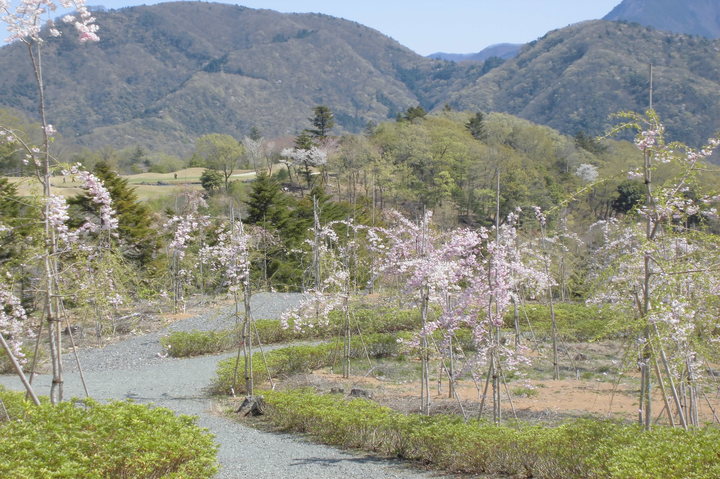 2020年4月の様子の画像3