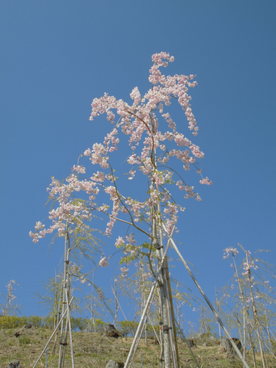 2020年4月の様子の画像4