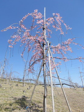 2020年4月の様子の画像5