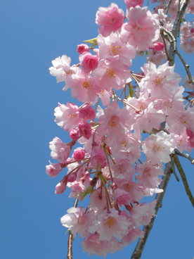 2020年4月の様子の画像6