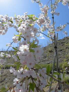 2020年4月の様子の画像7