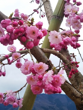 2020年4月の様子の画像8