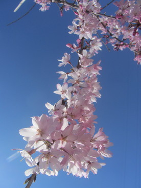 2020年4月の様子の画像9