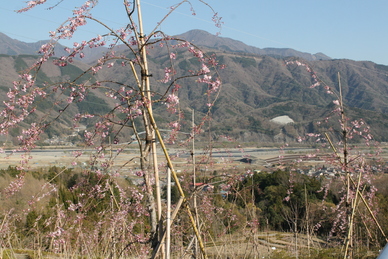 2019年4月4日の様子の画像2