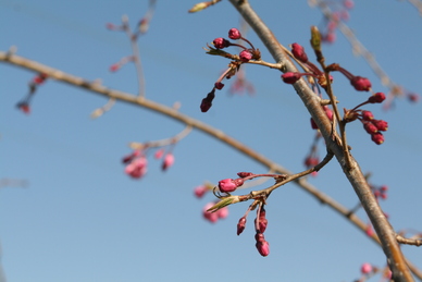 2019年4月4日の様子の画像3