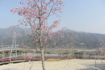 2018年4月4日の様子の画像2