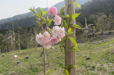 2018年4月4日の様子の画像3