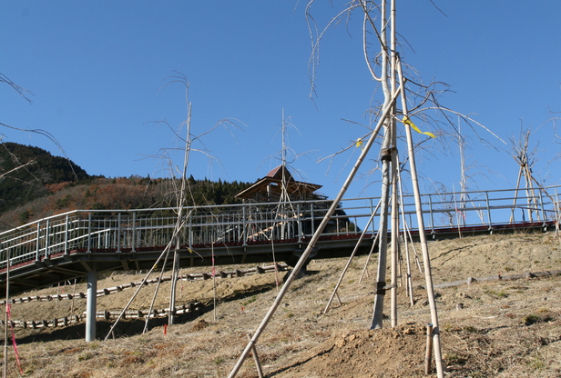 12月13日現在の様子の画像1