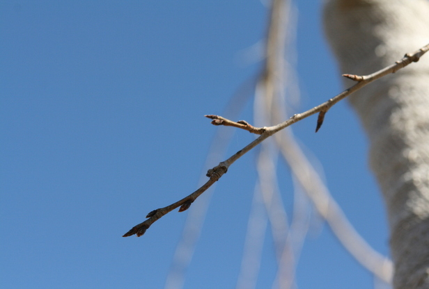 12月13日現在の様子の画像2