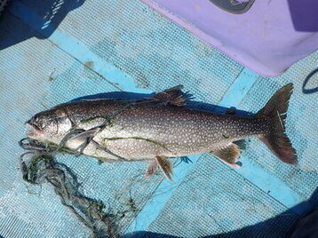 レイクトラウトの特徴の画像